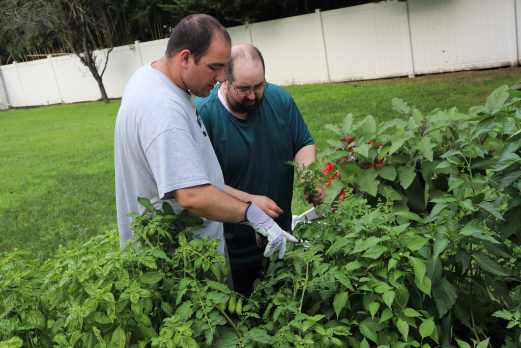 IMG_2143 | Citizens Options Unlimited Two Citizens residents work in the garden.