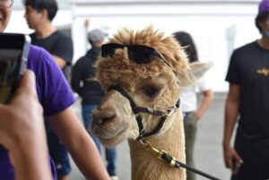Camp Loyaltown's llama